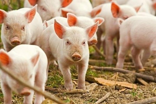 Giá heo hơi hôm nay 1/4/2025: Toàn quốc giảm nhẹ, Bắc Ninh siết chặt phòng dịch