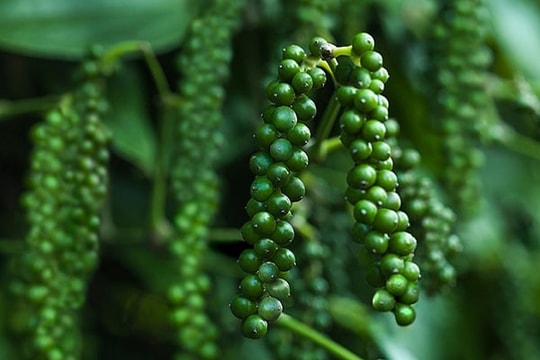 Dự báo giá tiêu ngày 2/4/2025: Trong nước sẽ còn giảm sâu?