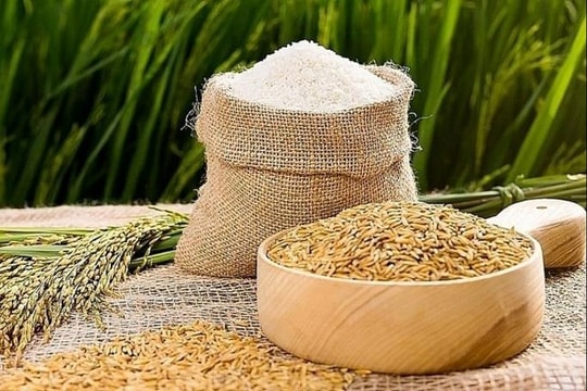 Giá lúa gạo hôm nay 1/4/2025: Lúa Nàng Hoa 9 tăng giá, thị trường gạo biến động nhẹ