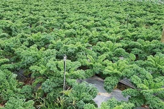 Một loại rau giúp người Việt kiếm trăm triệu/ha bất ngờ "gây bão" quốc tế