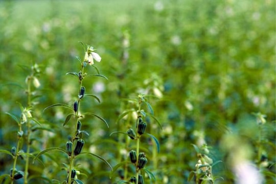 Loại rau "rẻ tiền" nhưng chữa được bách bệnh: Tốt cho đường ruột, cải thiện giấc ngủ