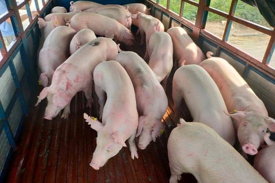 Giá heo hơi hôm nay 3/4/2025: Bất ngờ tăng vọt tại hàng loạt tỉnh miền Bắc