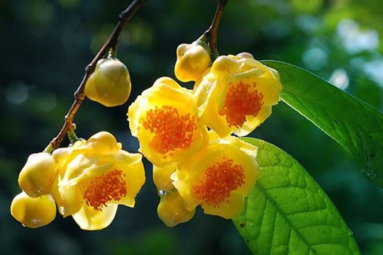 Loài hoa mọc ở núi rừng Việt Nam được ví như "vàng ròng": Giá tới 18 triệu/kg, cực tốt cho tim mạch, hỗ trợ điều trị ung thư