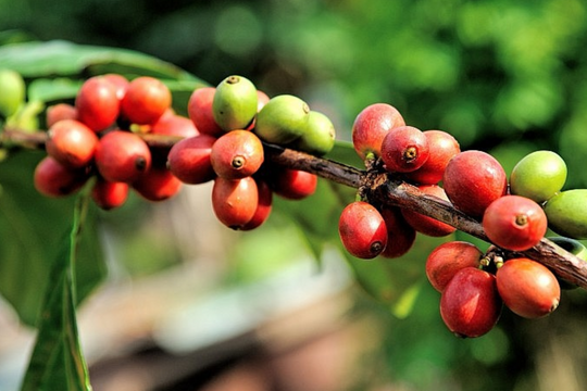 Loại nông sản ví như "vàng nâu" đang được Nhật Bản ráo riết săn lùng, Việt Nam xuất khẩu thu hơn 3.300 tỷ
