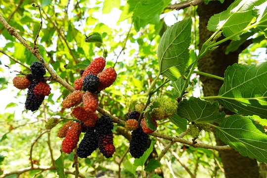 Loại quả mùa hè được ví như “viên nang vitamin tự nhiên” chống lão hóa cực tốt, làm đẹp da rất thần kỳ