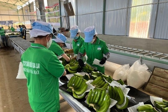 HOSE giữ nguyên diện cảnh báo với cổ phiếu HAG