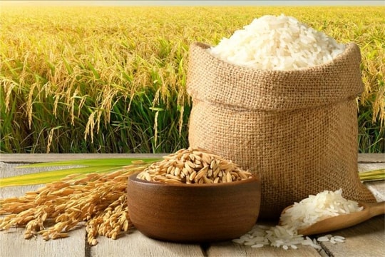 Giá lúa gạo hôm nay 4/4/2025: OM 18 tăng giá, OM 5451 và IR 50404 giảm phiên thứ hai liên tiếp