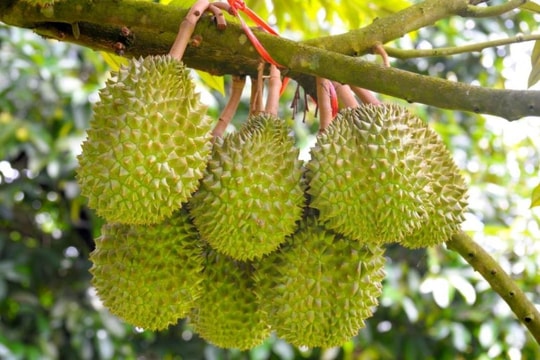 Giá sầu riêng hôm nay 4/4/2025: Loại nào đang âm thầm tăng giá?