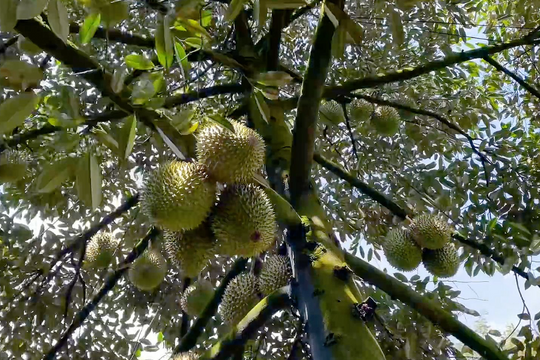 Loại trái cây này chính là lý do khiến xuất khẩu rau quả Việt hụt thu hơn 2.800 tỷ đồng