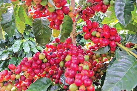 Giá cà phê hôm nay 5/4: Quay đầu giảm mạnh, trong nước mất hơn 2.000 đồng/kg