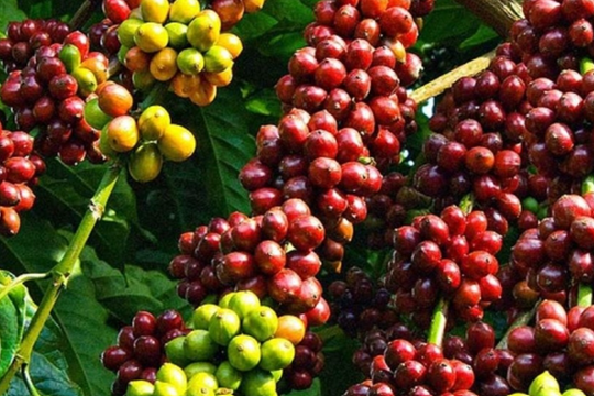 Dự báo giá cà phê ngày 6/4/2025: Thị trường sẽ phục hồi hay giảm tiếp?