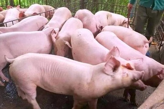 Giá heo hơi hôm nay 6/4: Miền Bắc tăng mạnh, thị trường sôi động trở lại