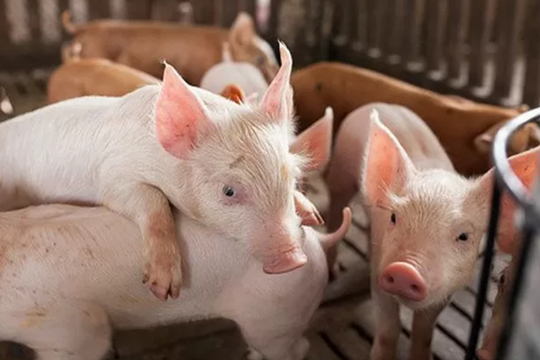 Dự báo giá heo hơi ngày 6/4/2025: Sau nhiều phiên lao dốc, liệu có đáy mới?