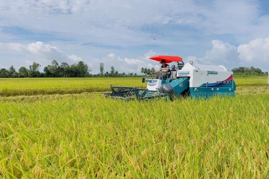 Giá lúa gạo hôm nay 6/4: Lúa tươi tiếp đà tăng nhẹ