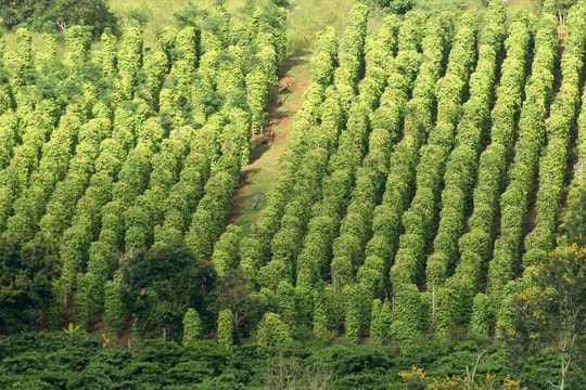 Dự báo giá tiêu ngày 6/4/2025: Sẽ còn giảm hay chững giá?