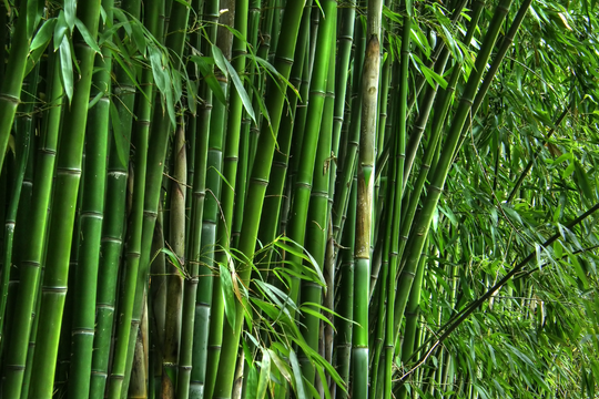 Trồng đúng hai loại cây này sau nhà, tài lộc ùn ùn kéo đến, nghèo mấy cũng hóa giàu