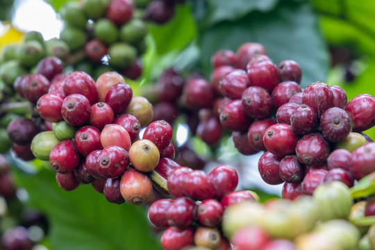 Dự báo giá cà phê ngày 7/4/2025: Liệu có bật tăng trở lại?