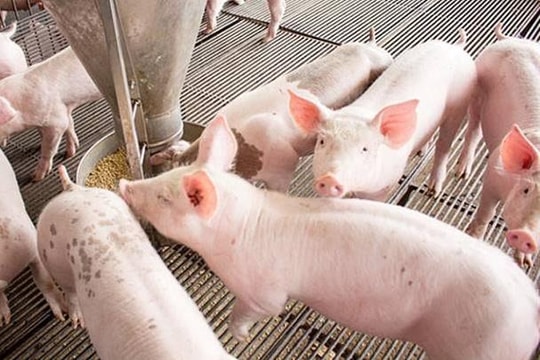 Giá heo hơi hôm nay 7/4: “Cú nhích nhẹ” báo hiệu đợt tăng giá dài hơi?