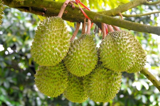 Giá sầu riêng hôm nay 7/4: Tăng nhẹ tại ĐBSCL, Malaysia đặt tham vọng chiếm thị phần Trung Quốc