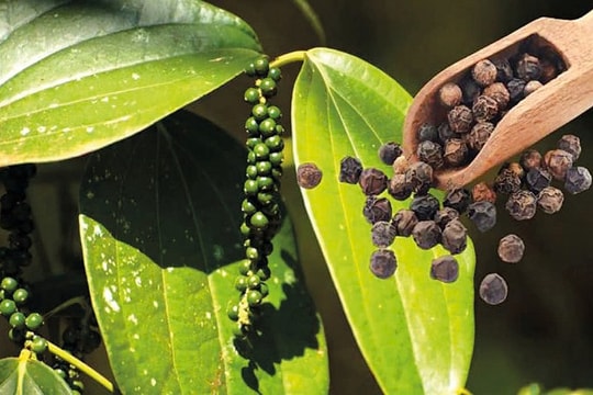 Dự báo giá tiêu ngày 8/4/2025: Giá sẽ vượt mốc 156.000 đồng/kg?