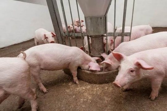 Giá heo hơi hôm nay 8/4: Tăng hàng loạt, đang dần lấy lại phong độ?