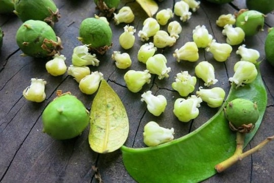 Là một loại quả bình dân ở Việt Nam nhưng xuất khẩu sang nước ngoài đắt gấp 5 lần