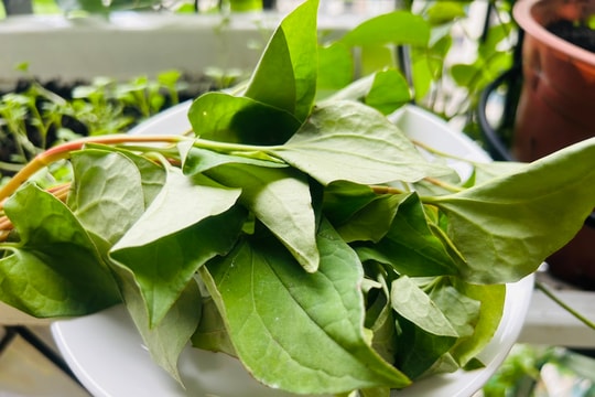 Giải mã loại rau 'thấp cổ bé họng' nhưng lại nâng tầm sức khỏe từ trong ra ngoài: Bảo vệ làn da, hỗ trợ collagen