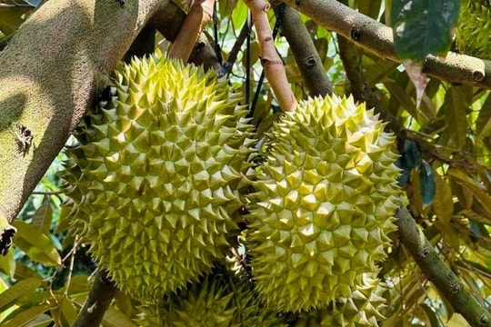 Giá sầu riêng hôm nay 8/4: Ri6 giảm mạnh 10.000, xuất khẩu tiếp tục đối mặt khó khăn