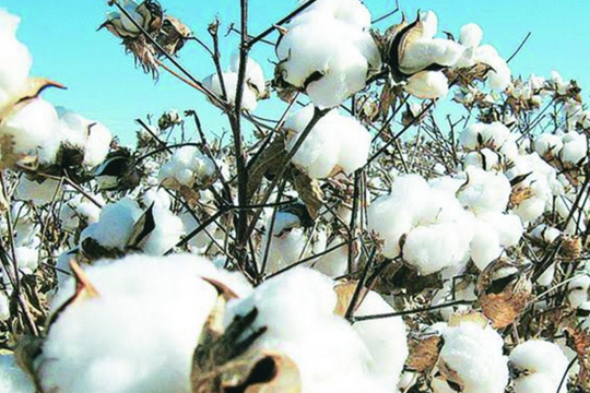 Một mặt hàng Mỹ âm thầm đổ về Việt Nam, giá siêu rẻ, ngành dệt may không nên bỏ lỡ