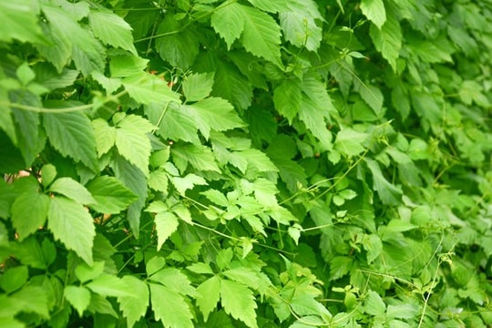 Uống loại "sâm lá" này 8 tuần – Sức khỏe biến hóa, căng thẳng, mỡ máu, đường huyết rút lui không lời từ biệt!