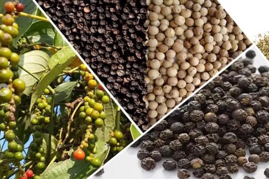 Dự báo giá tiêu ngày 9/4/2025: Chuẩn bị cho đợt bứt phá mới?