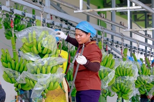 Hoàng Anh Gia Lai khất lãi lô trái phiếu trị giá hơn 3 nghìn tỷ đồng