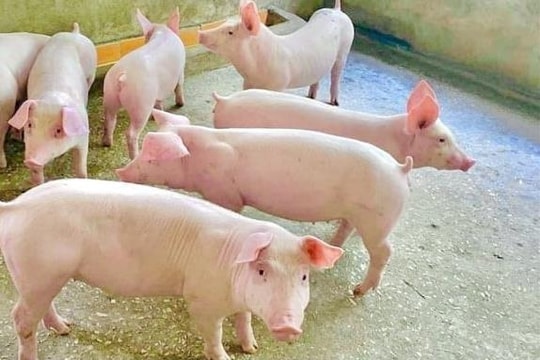 Giá heo hơi hôm nay 9/4: Miền Bắc tăng tốc, miền Nam chững lại khó đoán