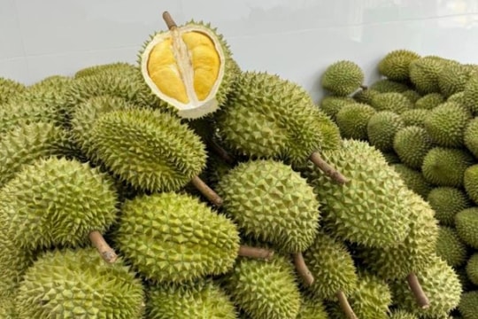 Giá sầu riêng hôm nay 9/4: Sầu riêng “VIP” giữ đỉnh giá, thị trường vẫn loay hoay xuất khẩu