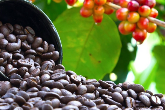 Dự báo giá cà phê ngày 10/4/2025: Tiếp tục lao dốc hay bật tăng theo đà thế giới?