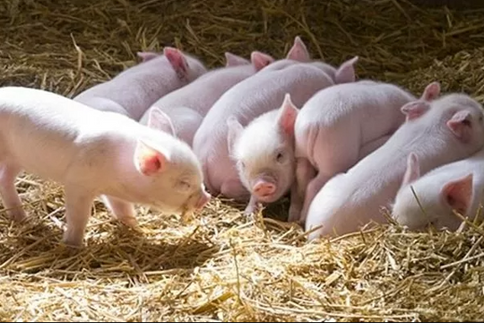 Dự báo giá heo hơi ngày 10/4/2025: Giá có thể chạm mốc 70.000 đồng/kg?