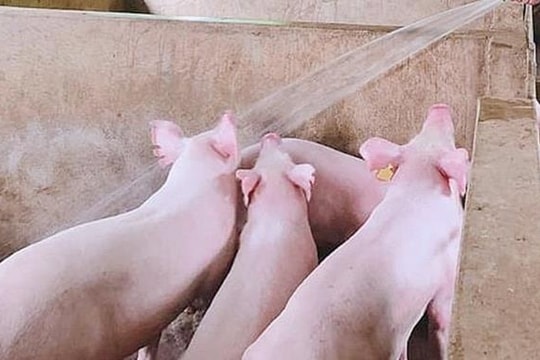 Giá heo hơi hôm nay 10/4: Heo hơi nhúc nhích tăng, thị trường đang bật tín hiệu lạ?