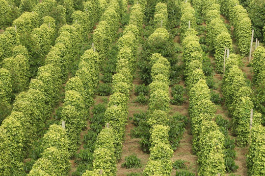 Loại gia vị Việt khiến Mỹ "đổ tiền", xuất khẩu hàng chục ngàn tấn chỉ trong 3 tháng