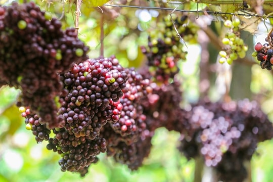 Loại trái cây ngọt mát nhưng mang sức mạnh "đánh bật" lão hóa, bảo vệ sức khỏe từ gốc