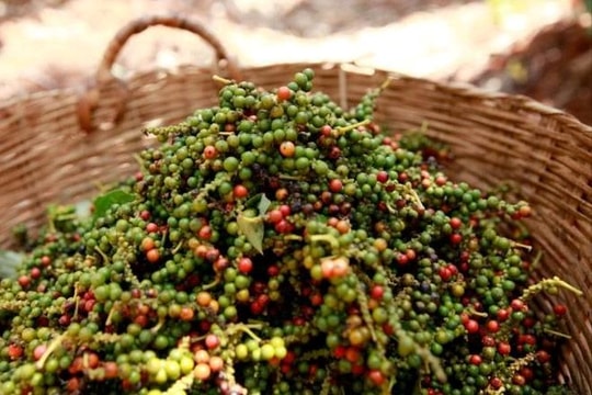 Giá tiêu hôm nay 10/4: Mất mốc 148.000 đồng, cảnh báo chu kỳ giảm sâu?