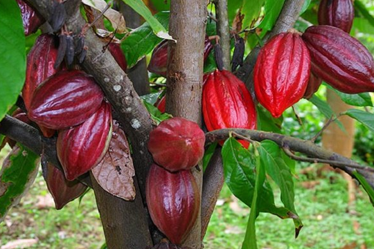 Việt Nam có thứ “đắt hơn vàng” trong ngành thực phẩm cao cấp: Cả thế giới chỉ 20 nước có