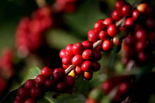 Dự báo giá cà phê ngày 11/4/2025: Đà giảm chưa dừng lại hay quay đầu tăng?