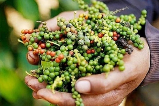 Xuất khẩu hồ tiêu bứt phá đầu năm, lo ngại thuế Mỹ phủ bóng ngành gia vị tỷ đô