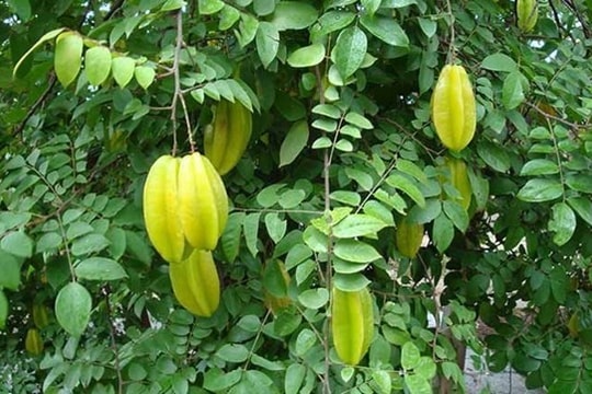 Gội đầu bằng loại lá này 3 lần/tuần, tóc rụng cả nắm cũng phải “chạy ngược về” - Bác sĩ Đông y gật gù khen!