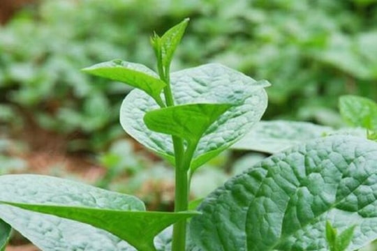 Tốt cho sức khỏe tiêu hóa, nhưng loại rau này lại là "chất kích hoạt" cơn đau khớp ở 2 nhóm người