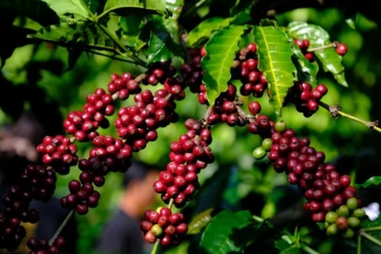 Dự báo giá cà phê ngày 12/4/2025: Đà tăng giá cà phê có bền vững?