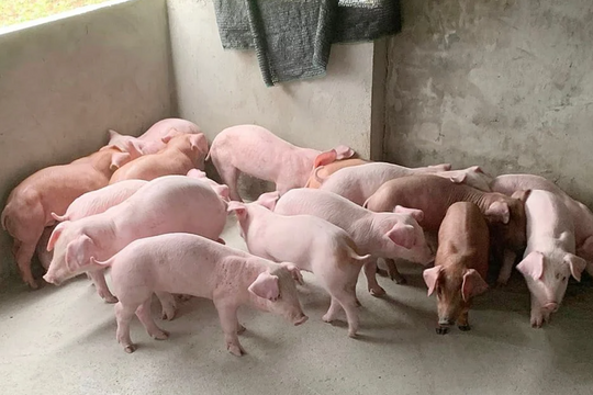 Dự báo giá heo hơi ngày 12/4/2025: Sẽ lập đỉnh mới hay quay đầu giảm?