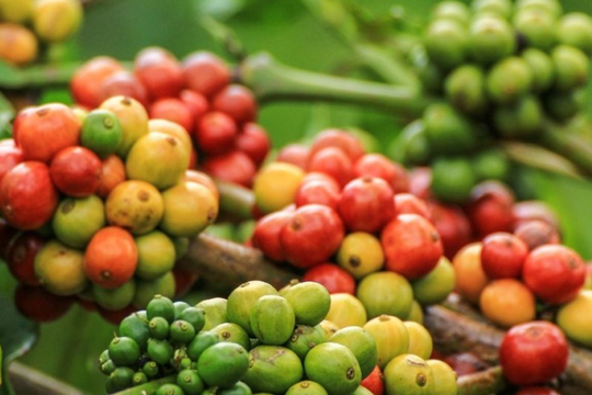 Dự báo giá tiêu ngày 12/4/2025: Tiếp tục leo đỉnh hay đảo chiều bất ngờ?