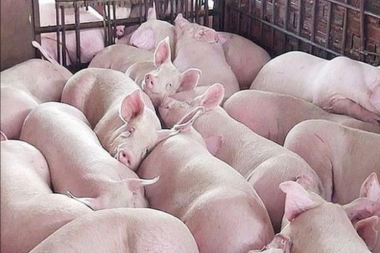 Giá heo hơi hôm nay 12/4: Nhiều địa phương bật tăng, miền Nam dẫn đầu đà phục hồi