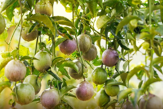 Một loại quả Việt Nam đang được trồng nhiều top đầu thế giới trước cơ hội vào Mỹ, có thể thu về 100 triệu USD/năm